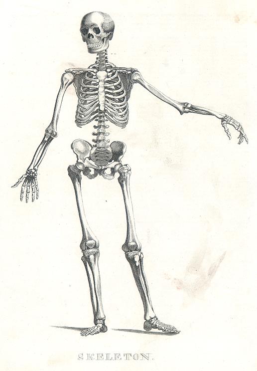 Human Skeleton, 1813