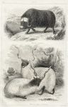 Cattle, Musk Ox & Wallachian Sheep, 1860