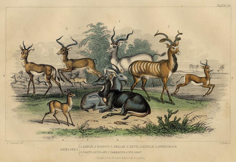 Antelopes, 1868