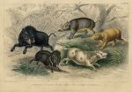 Wild Boar, Collared Peccary, Chinese Sow, Capibara & Babyroussa, 1868