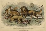 Lion, Tiger, Leopard & Jaguar, 1868