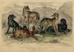 European & American Wolf, St.Bernard's Mastiff, Greyhound, 1868