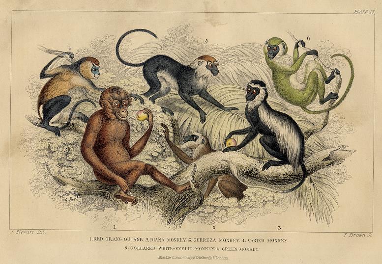 Monkeys and Orang-Utangs, 1868