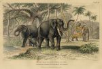 Asiatic Elephant, 1868