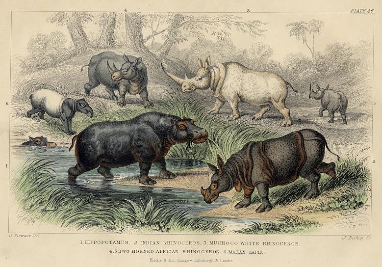 Hippopotamus, Rhinoceros, Tapir, 1868