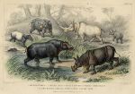 Hippopotamus, Rhinoceros, Tapir, 1868