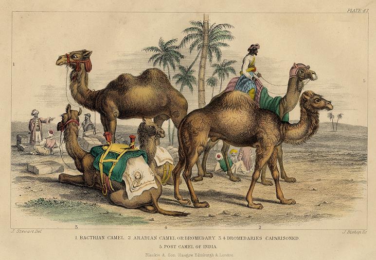 Camels, 1868