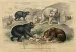 Bears, 1868