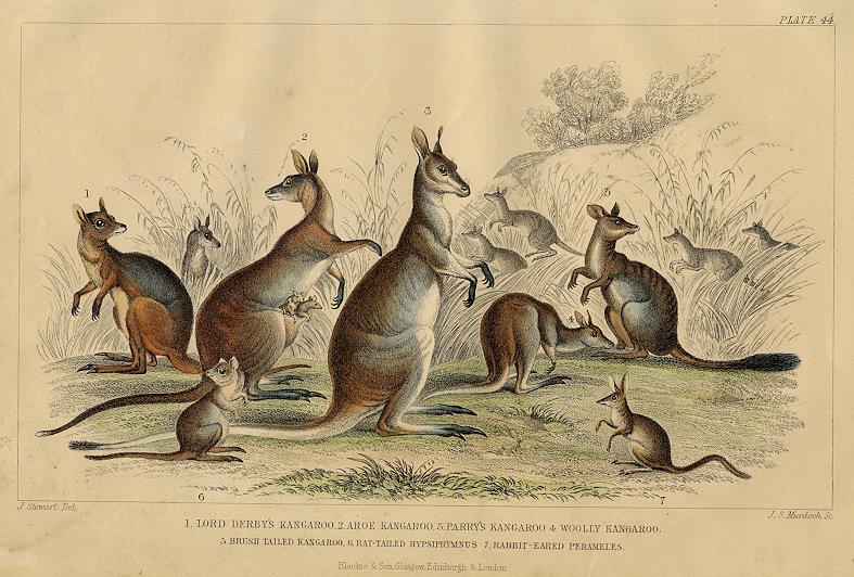 Kangaroos etc., 1868