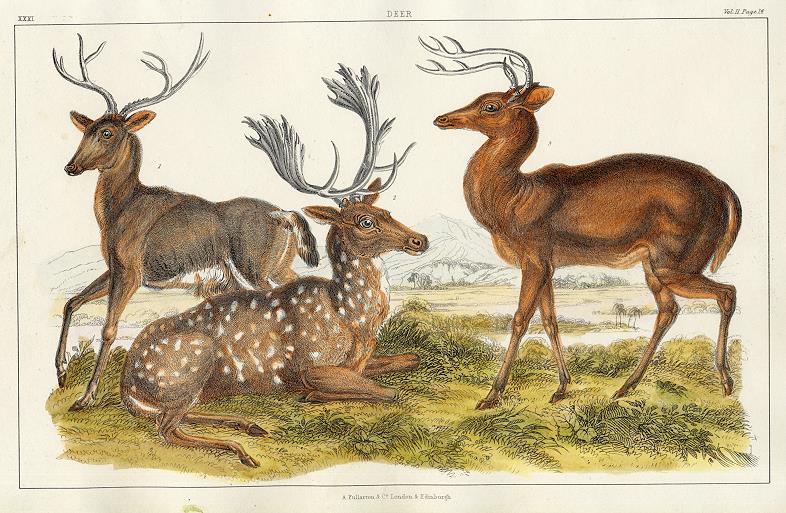 Deer, 1849