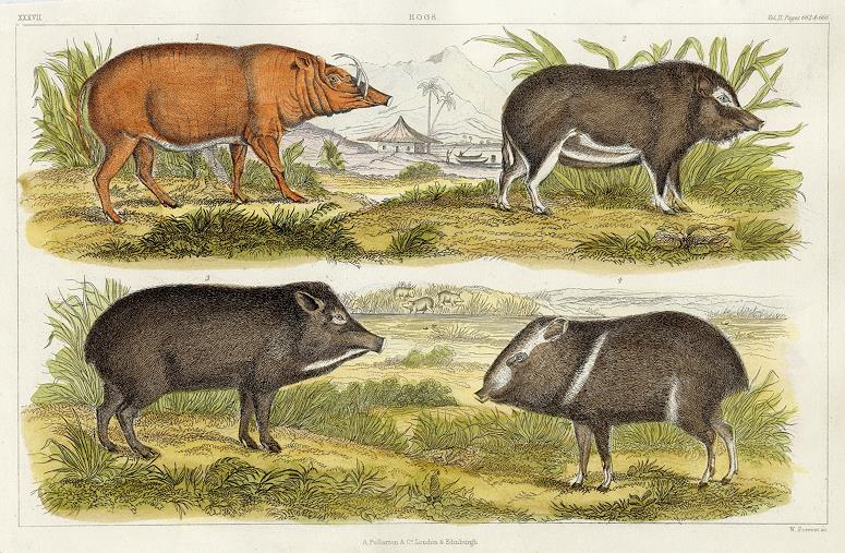 Hogs, 1849