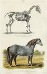 Horse. Skeleton & Cart Horse, 1849