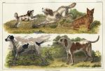 Dogs, 1849