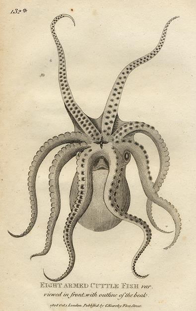 Eight Armed Cuttle Fish, 1809