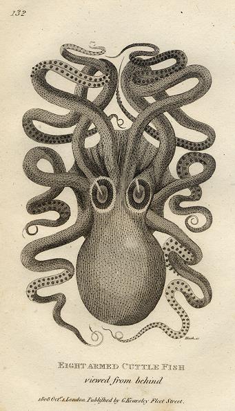 Eight Armed Cuttle Fish, 1809