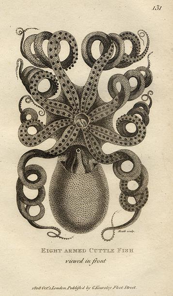 Eight Armed Cuttle Fish, 1809