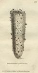 Mollusc, Phosphoric Pyrosoma, 1809
