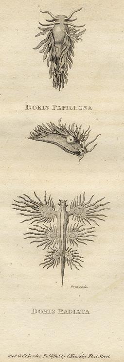 Sea Snails, 1809