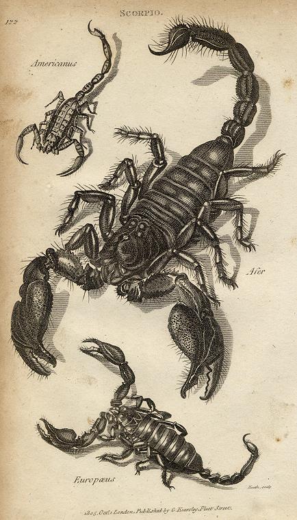 Scorpion, 1809