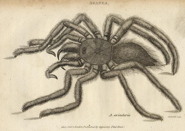 Bird Eating Spider, 1809