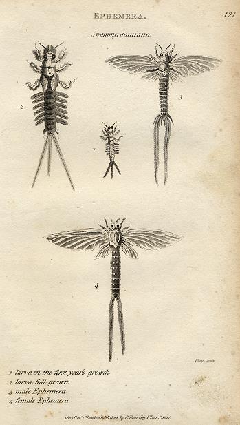 Mayfly, 1809