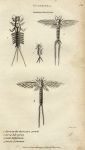 Mayfly, 1809