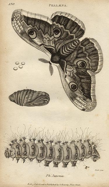 Moth - Phalaena, 1809