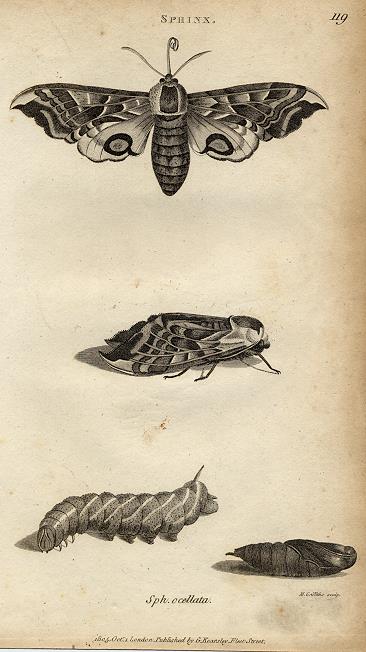 Sphinx moth, 1809