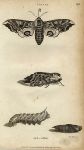 Sphinx moth, 1809