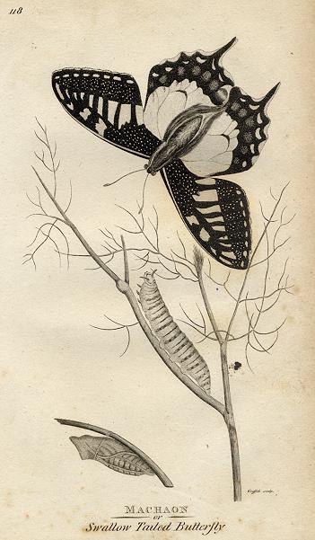 Swallowtail Butterfly, 1809