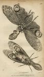 Fulgora laternaria, (planthopper), 1809