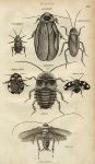 Cockroach, 1809