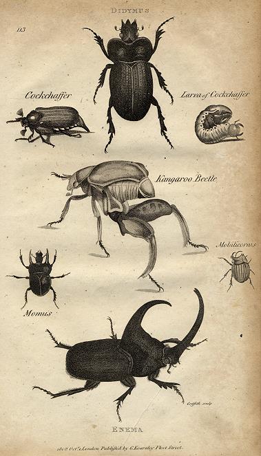 Beetles, 1809