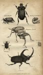 Beetles, 1809