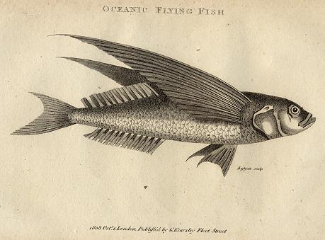 Oceanic Flying Fish, 1809