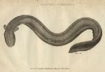 Electric Eel, 1809