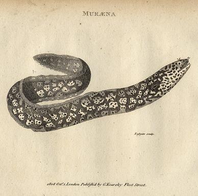 Muraena (Moray eel), 1819