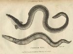 Conger eel, 1819