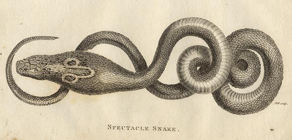 Spectacle Snake, 1819