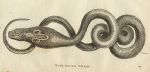 Spectacle Snake, 1819