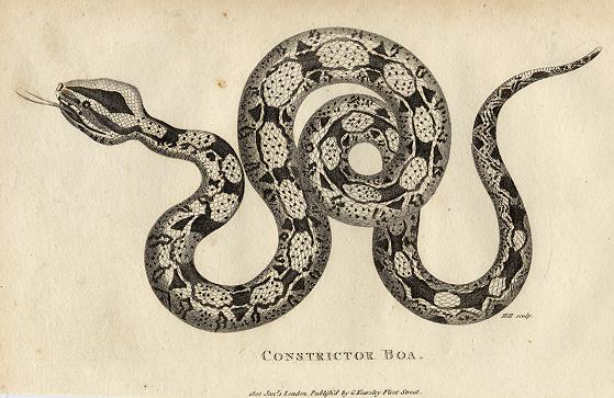 Boa Constrictor, 1819