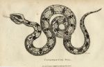 Boa Constrictor, 1819