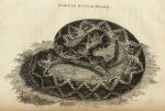 Striped Rattlesnake, 1819