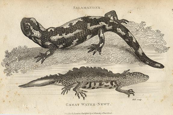 Salamander & Great Water-Newt, 1819