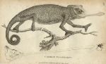 Common Chameleon, 1819