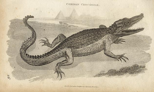 Great Crocodile (Egypt), 1819