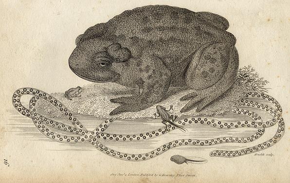 Toad, 1819