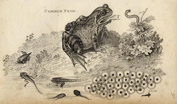 Common Frog, 1819