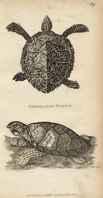 Turtle, 1819