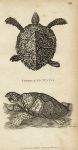 Turtle, 1819